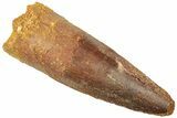 Fossil Spinosaurus Tooth - Real Dinosaur Tooth #312928-1